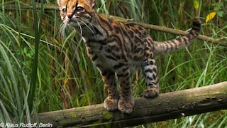Die Kleinkatzenart Anden-Ozelotkatze in ihrem natürlichen Habitat