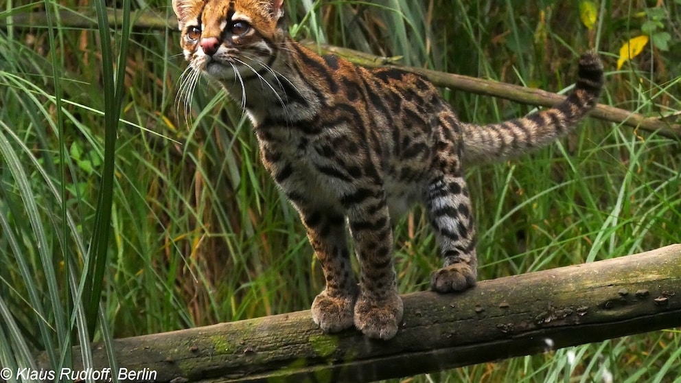 Die Kleinkatzenart Anden-Ozelotkatze in ihrem natürlichen Habitat