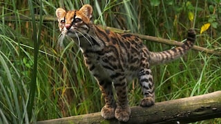 Die Kleinkatzenart Anden-Ozelotkatze in ihrem natürlichen Habitat