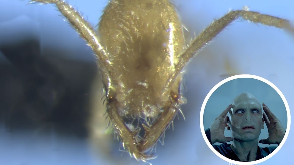 Laptanilla voldemort, eine goldene, unterirdisch lebende Ameise und ein Bild von Ralph Fiennes als Voldemort / Collage
