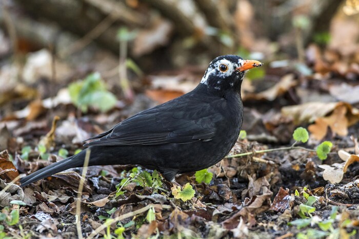 A blackbird has white feathers on its head due to leucism