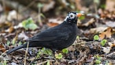 Eine Amsel hat durch Leuzismus weiße Federn am Kopf