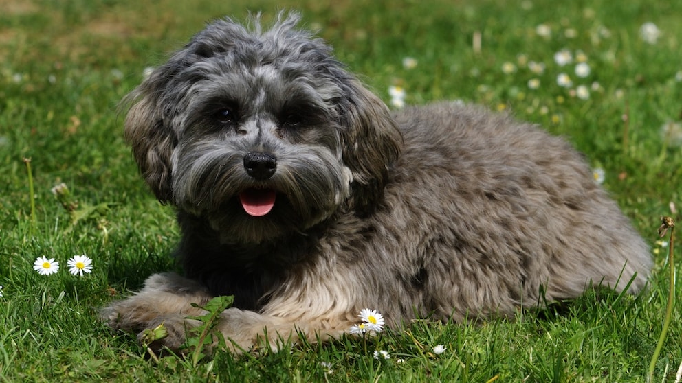 Das Löwchen, auch bekannt als „Little Lion Dog“, ist eine charmante Hunderasse, die ihren Ursprung in Frankreich hat.