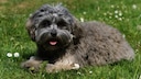 Das Löwchen, auch bekannt als „Little Lion Dog“, ist eine charmante Hunderasse, die ihren Ursprung in Frankreich hat.