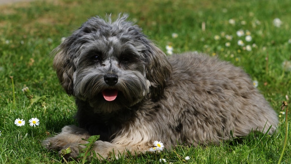 Das Löwchen, auch bekannt als "Little Lion Dog", ist eine charmante Hunderasse, die ihren Ursprung in Europa hat.