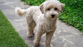 Maltipoo