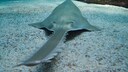 Der S&auml;gerochen, der zu den Fischen z&auml;hlt, die Parthenogenese betreiben, schwimmt &uuml;ber den Meeresgrund