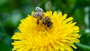 Nahaufnahme einer weiblichen Sandbiene (Andrena flavipes) auf Löwenzahn