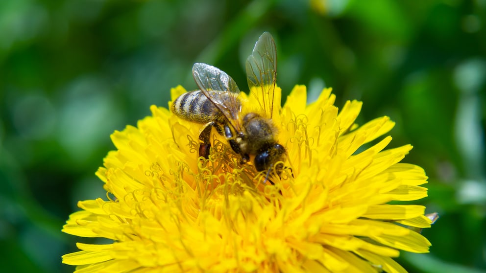 Nahaufnahme einer weiblichen Sandbiene (Andrena flavipes) auf Löwenzahn