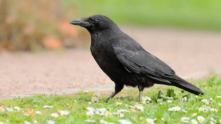 Rabenvögel