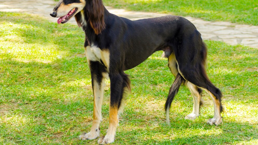 Saluki