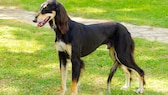 Saluki