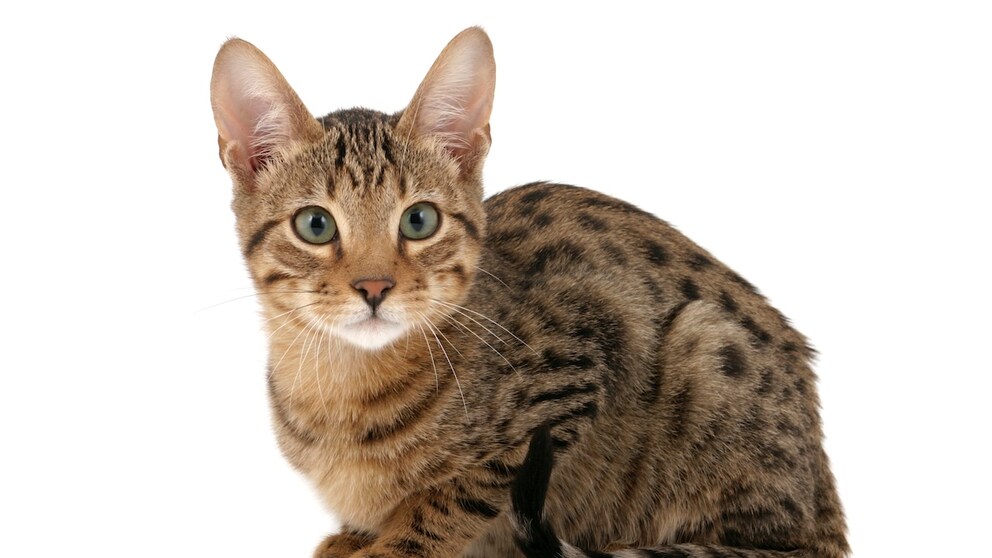 Serengeti-Katze