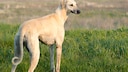 Ursprünglich stammt der Sloughi aus Nordafrika, wo er lange bei den Beduinen für die Jagd eingesetzt wurde. Heute kennen ihn viele auch unter dem Namen Arabischer Windhund.