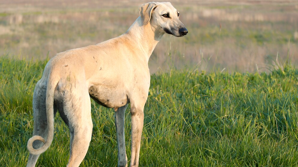 Ursprünglich stammt der Sloughi aus Nordafrika, wo er lange bei den Beduinen für die Jagd eingesetzt wurde. Heute kennen ihn viele auch unter dem Namen Arabischer Windhund.