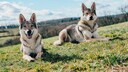 Two tamaskan dogs sitting in the garden during daytime