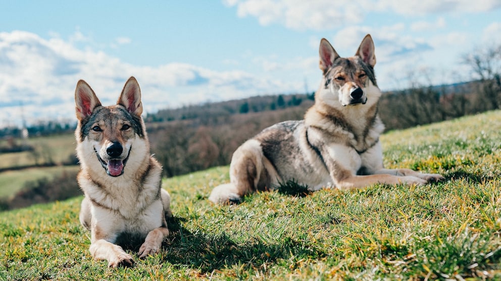 Two tamaskan dogs sitting in the garden during daytime
