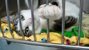 Katze Tierheim