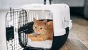 Tierheimkatze eingew&ouml;hnen