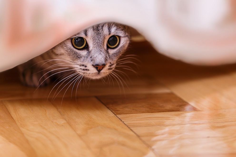 Tierheimkatze eingewöhnen