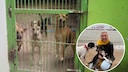 Bildkollage aus Hunden im Zwinger in PACS Kho Phangan und Portr&auml;tbild von Julia M&auml;hl