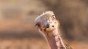 Unterschied Nandu, Strauß, Emu