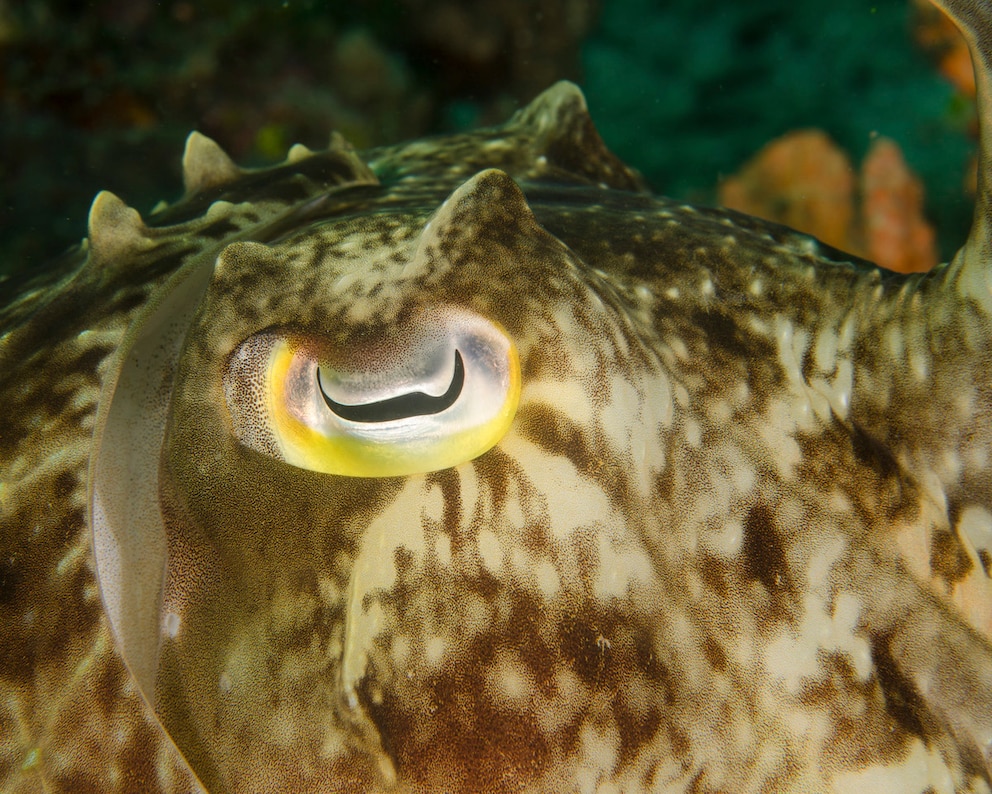 Die Augen von Tintenfischen, mit w-förmiger Pupille