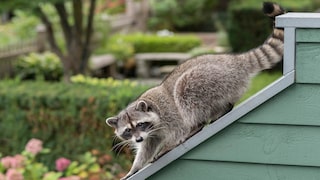 Waschbär auf einem Haus mit Garten im Hintergrund