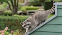 Waschbär auf einem Haus mit Garten im Hintergrund