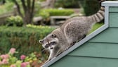 Waschbär auf einem Haus mit Garten im Hintergrund