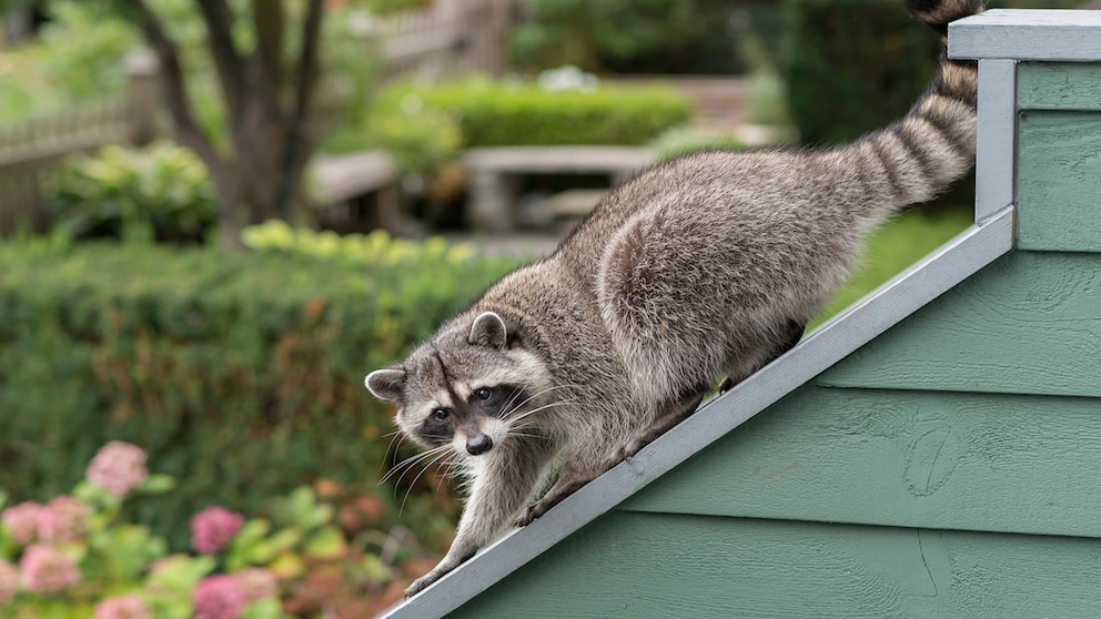 Waschbär auf einem Haus mit Garten im Hintergrund