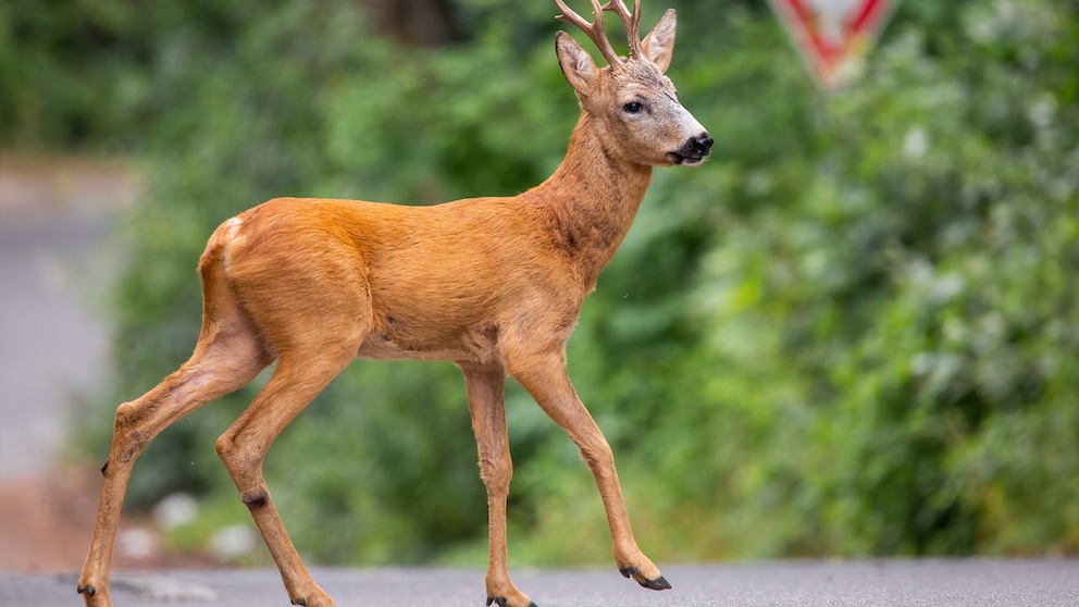 Rotwild läuft über eine Straße