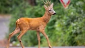 Rotwild läuft über eine Straße