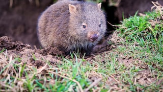 Ein Wombat in der Natur