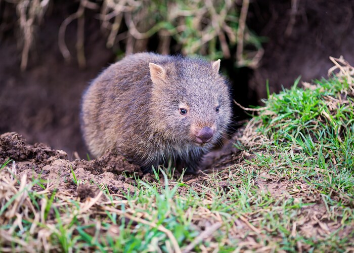 A wombat in the wild