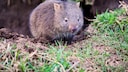 Ein Wombat in der Natur
