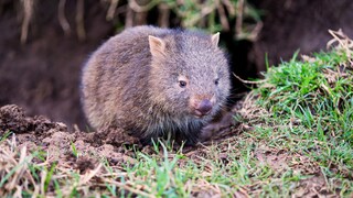 Ein Wombat in der Natur