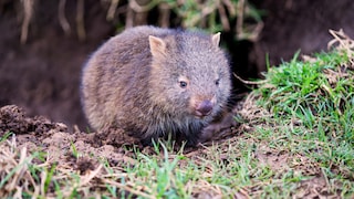 Ein Wombat in der Natur