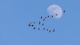 Zugvögel
