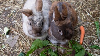 Zwergkaninchen Haltung