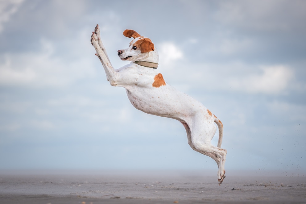 Dass die Gesichtsausdrücke einiger Hunde einfach unbezahlbar sind, zeigt das Bild von Vera Faupel aus Fritzlar.