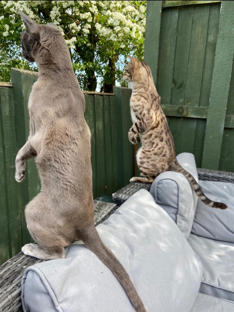 Zwei Katzen stehen am Zaun und schauen zu den Nachbarn herüber. 