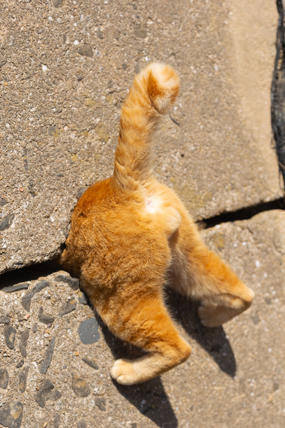 Rote Katze steckt in einem Loch fest. 