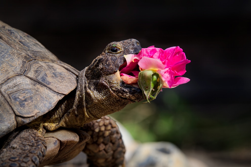 Spornschildkröte Edgar snackt am liebsten Blüten. 