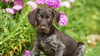 Ein junger Deutsch Drahthaar- Welpe posiert auf einer Blumenwiese.