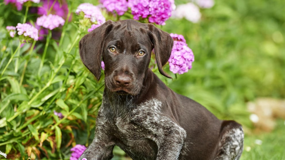 Ein junger Deutsch Drahthaar- Welpe posiert auf einer Blumenwiese.