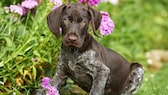 Ein junger Deutsch Drahthaar- Welpe posiert auf einer Blumenwiese.