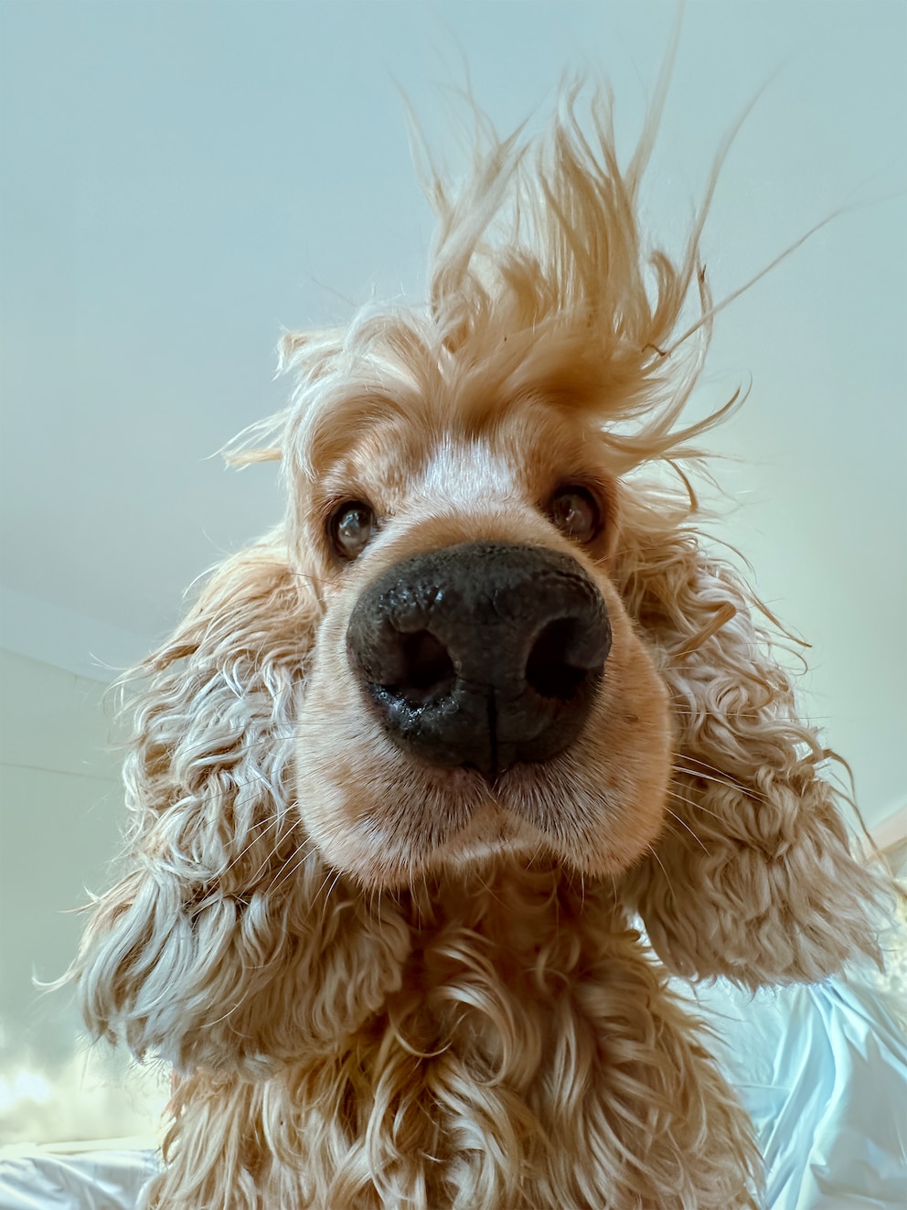 Der Hund von Lock Liu aus China beugt sich morgens über sie und starrt sie an bis sie aufwacht. 