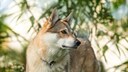 Der Tschechoslowakische Wolfshund wurde bewusst so gezüchtet, um dem Wolf nahezukommen