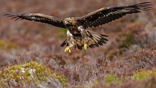 Steinadler fliegt über Moorlandschaft in Schottland